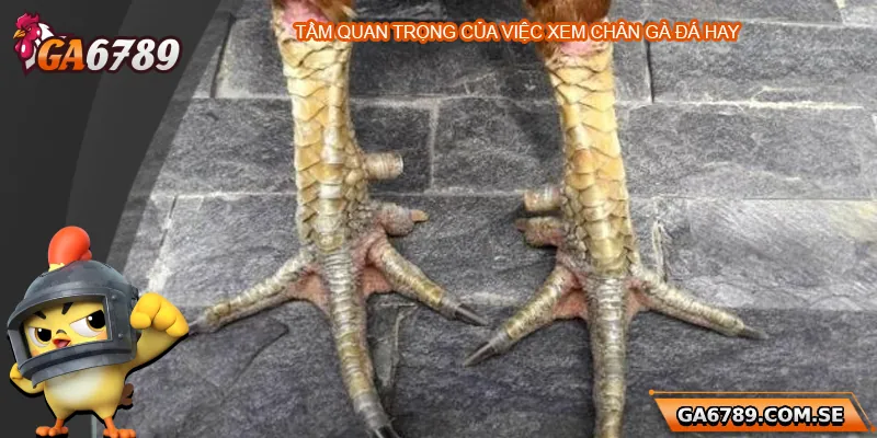 Khám Phá Cách Xem Chân Gà Đá Hay Chuẩn Tại Ga6789 1 Tầm quan trọng của việc xem chân gà đá hay