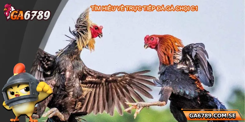 Trực Tiếp Đá Gà Chọi C1 – Trải Nghiệm Đỉnh Cao Tại Ga6789 1 Tìm hiểu về trực tiếp đá gà chọi C1